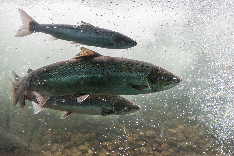 Salmon swimming up river in Norway