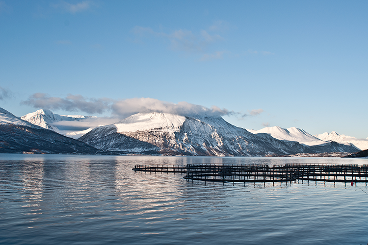 Salmon farms in fjord in Norway