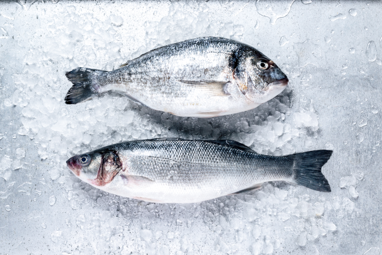 Seabass and seabream laying on ice